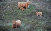 Cattle on the lower slopes of Glamaig
