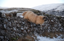 Sheep crossing the Scorrybreac path